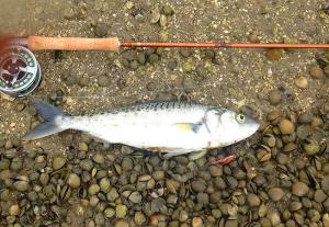 10170989_310554252427283_6736194375892866723_n