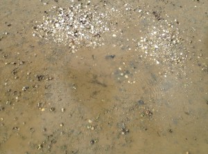 Depression made by a snapper