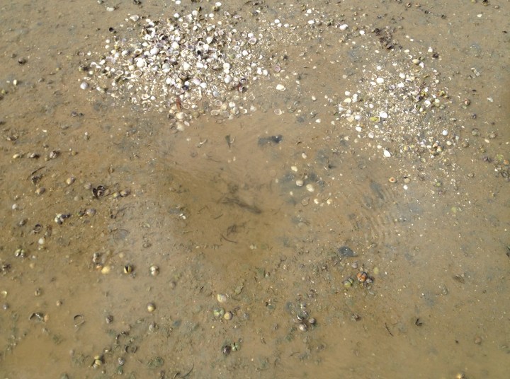 Depression made by a snapper