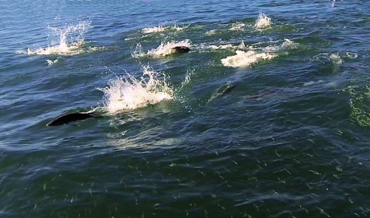 Kahawai on surface chasing bait (seawayfishing)