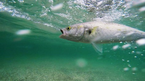 GOPR1385.avi.Still001