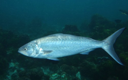 Arripis trutta - Australian salmon