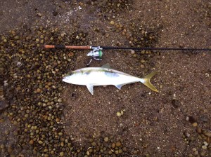 10497212_357731344376240_5884768374882844555_o