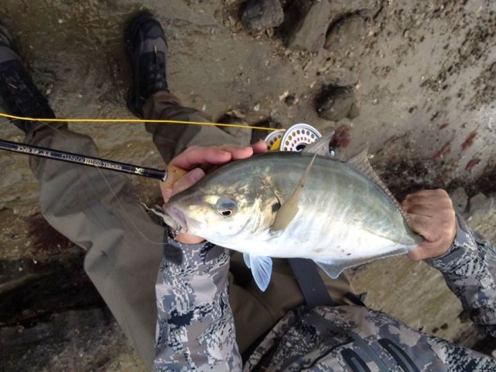 Fly caught trevally