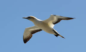 Gannet