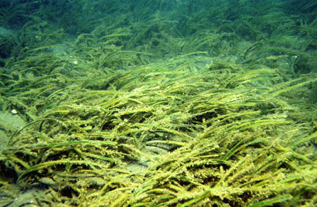 seagrass