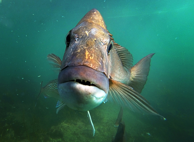 140813.News. Photo:Peter Drury/Waikato Times. Snapper Fishing debate. Snapper underwater.