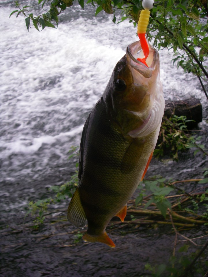 Perch often congregate right under the white water of weir sills