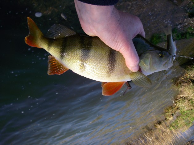 This fish preferred a fair-sized live dace