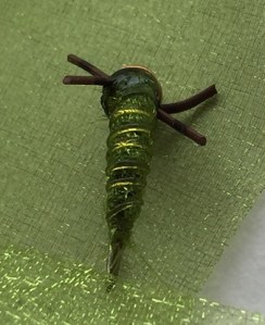 Green nymph (Cropped)