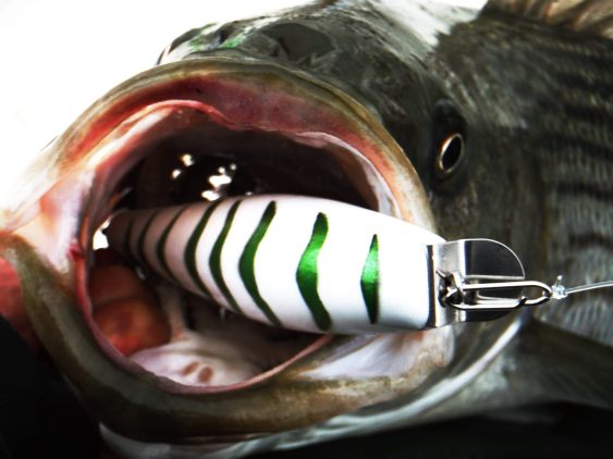 Stripped bass on lure