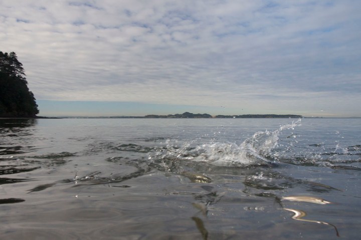 TA When kahawai meets piper