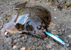 flounder on metal