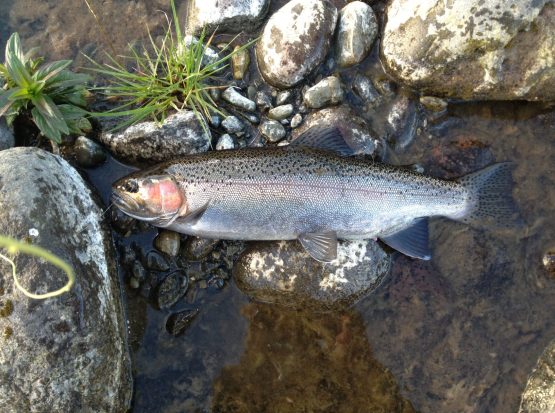 130908 - First trout of trip
