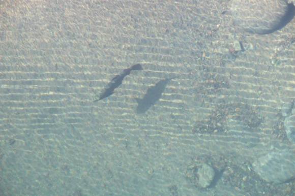 8lb trout in Tongariro backwater - July 2014