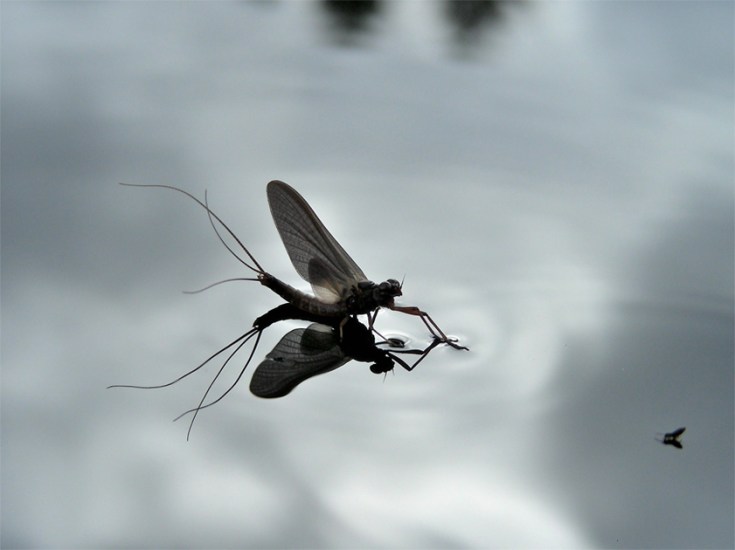 Black Quill (dun stage) mayfly hatching mayfly (nr. Leptophlebia cupida); Moosehorn NWR, Baring, Maine