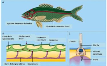 image-of-fish-in-french