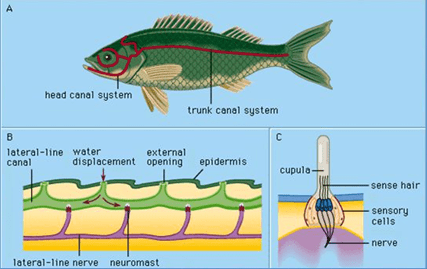 lateral-line-system