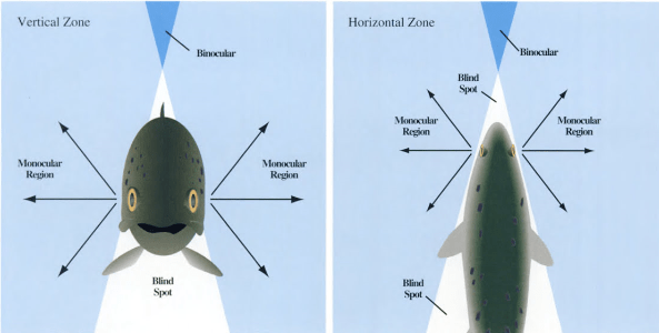 trout-vision-fly-fishing-for-trout-in-streams