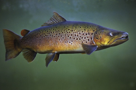 brown-trout-p108.jpg (the Country)