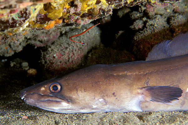 conger eel.jpg